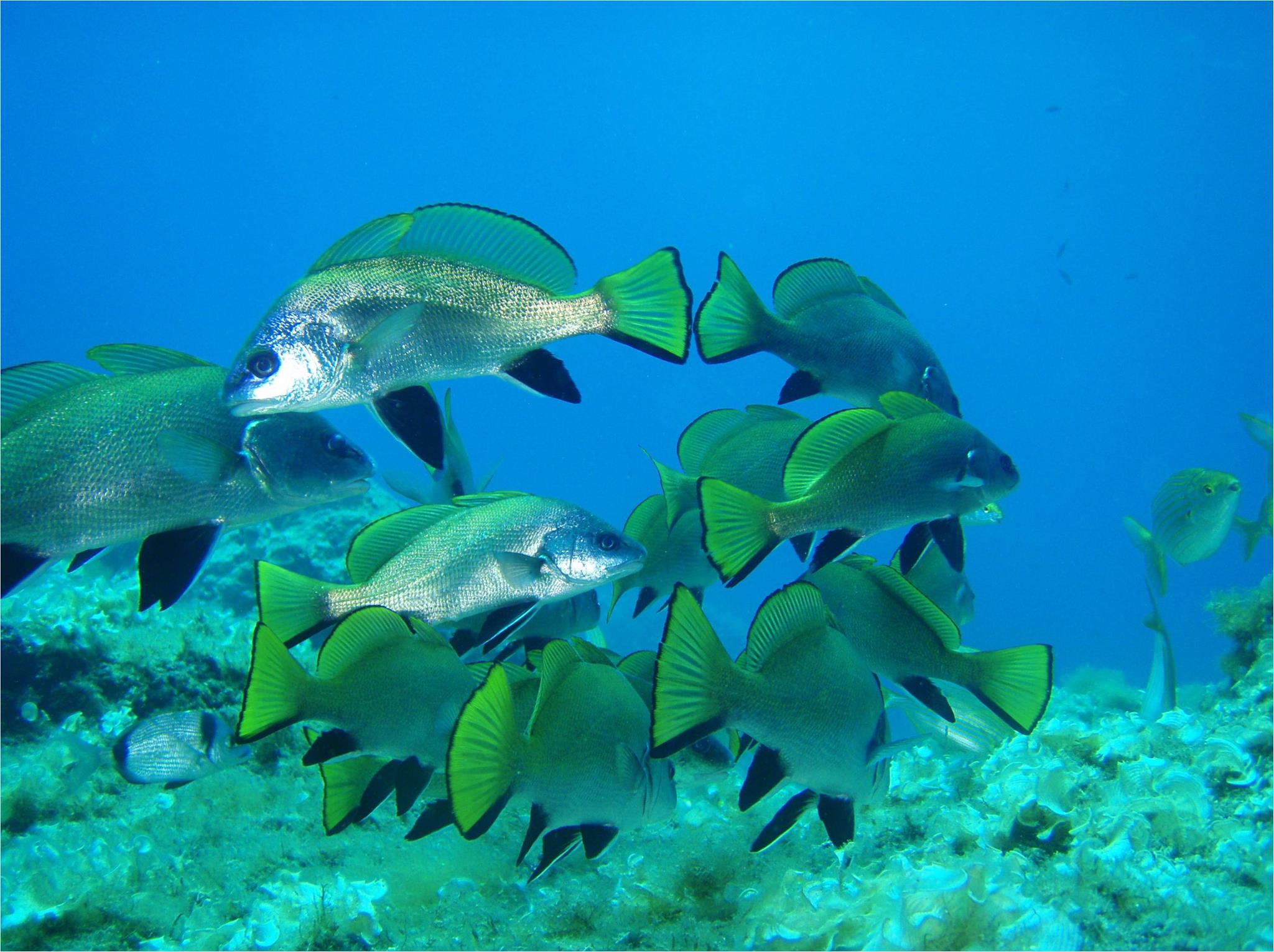 Corso Scuba Diver (livello 1) — photo 3