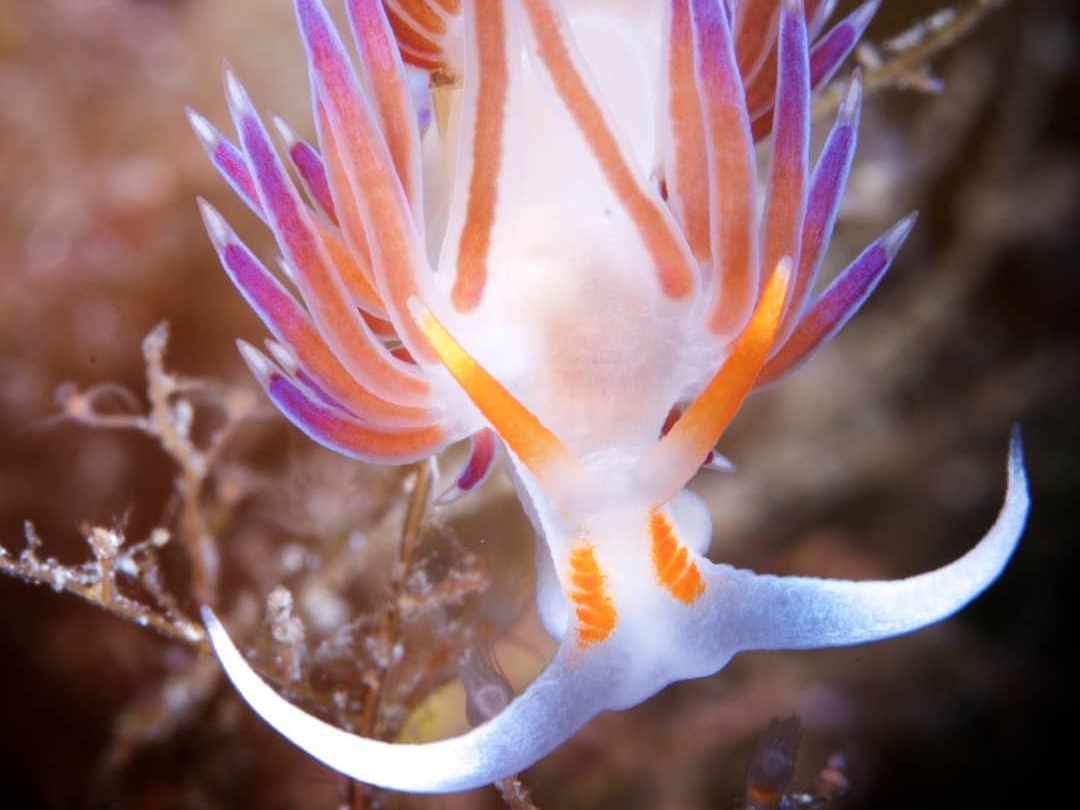 Deep Diver Course (level 3) β photo 3