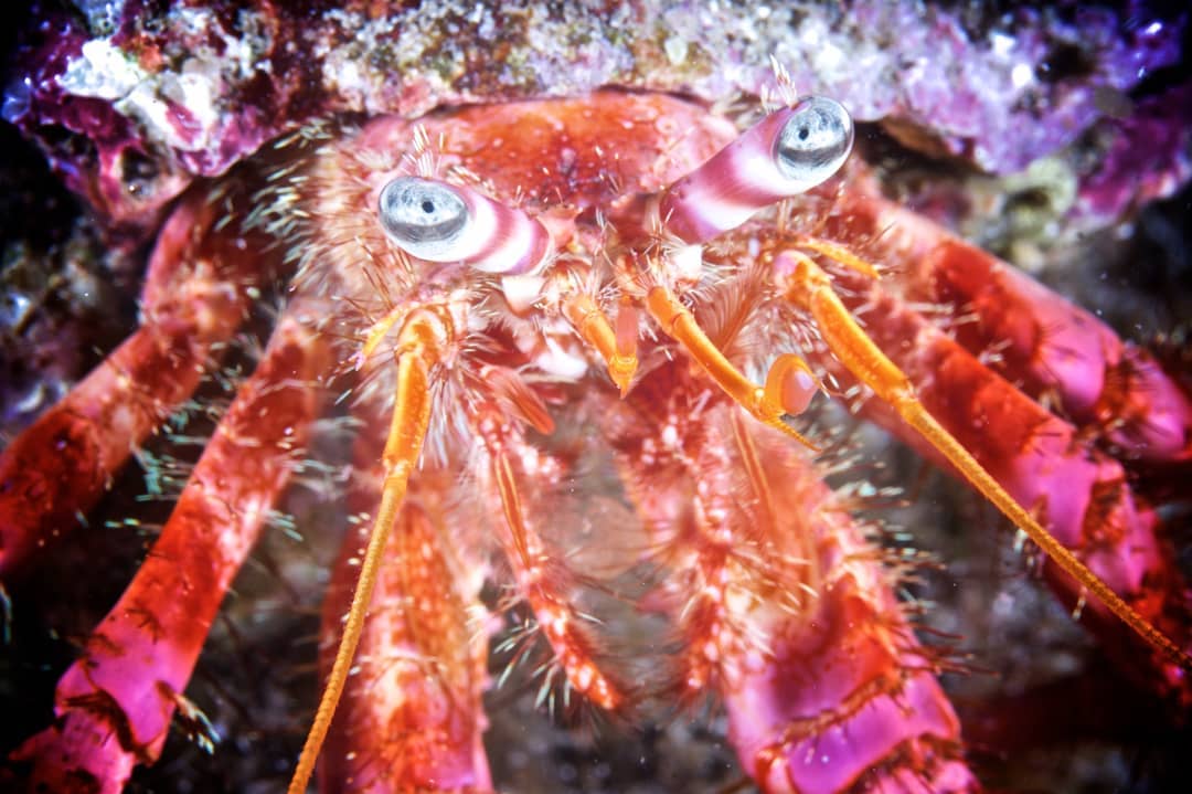 Escursione Snorkeling con Maxi Gommone – Arcipelago della Maddalena — photo 5
