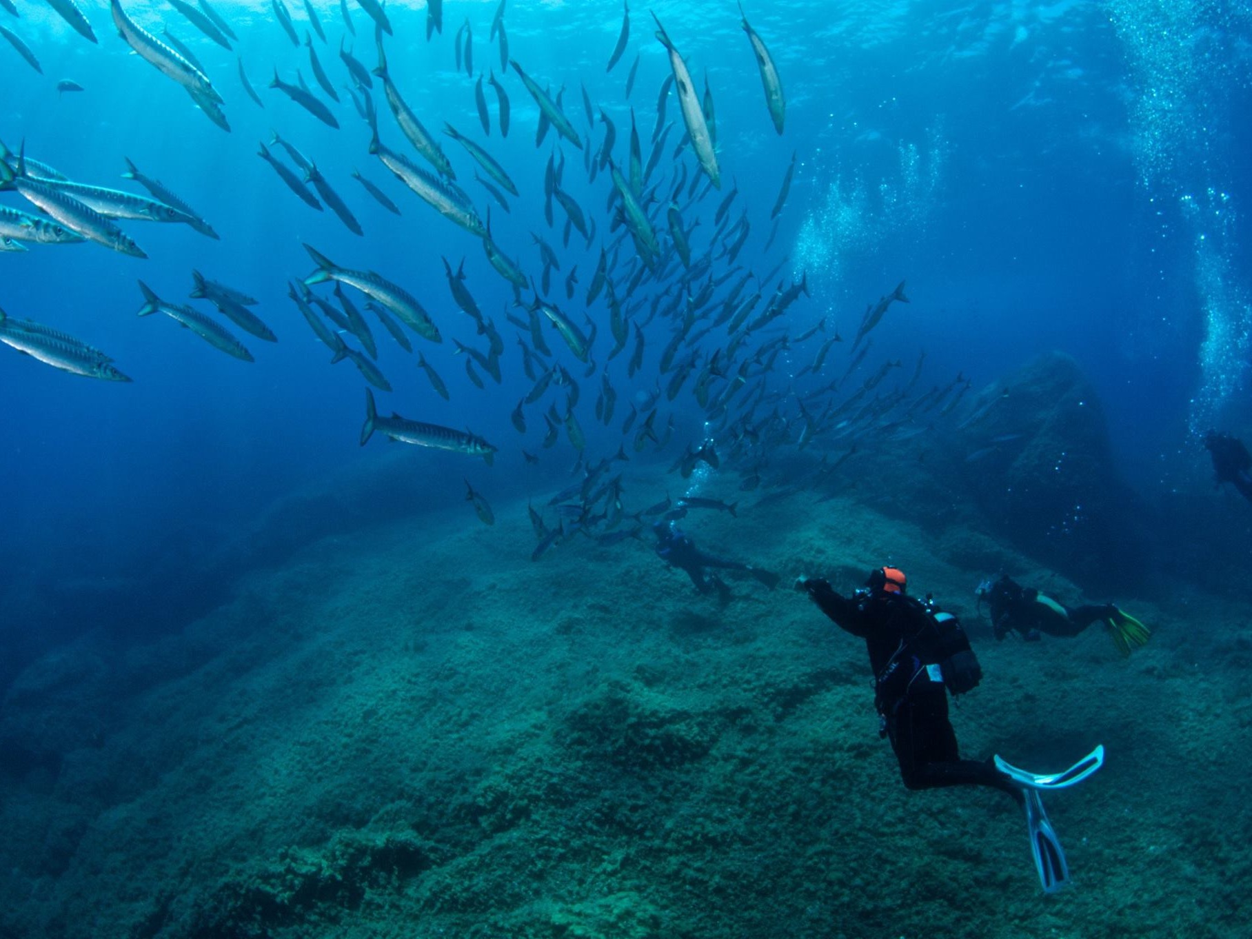 Immersioni sub guidate nell’Arcipelago della Maddalena — photo 2