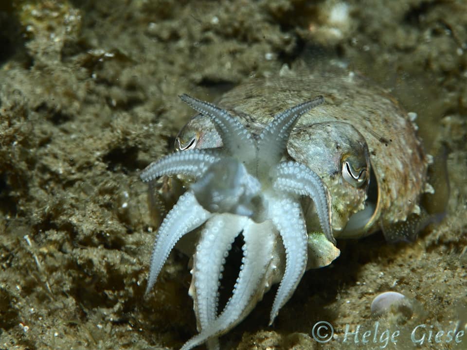 Lezioni di Snorkeling a Cannigione — photo 3