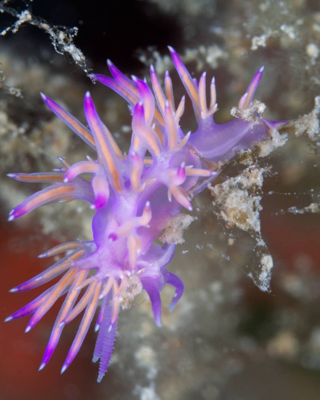 Lezioni di Snorkeling a Cannigione — photo 2