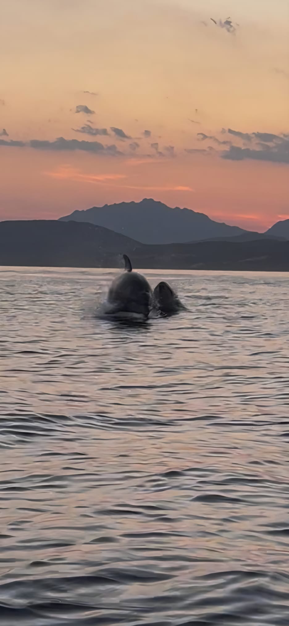 Tour con il SUP all'alba - Cala Moresca — photo 2