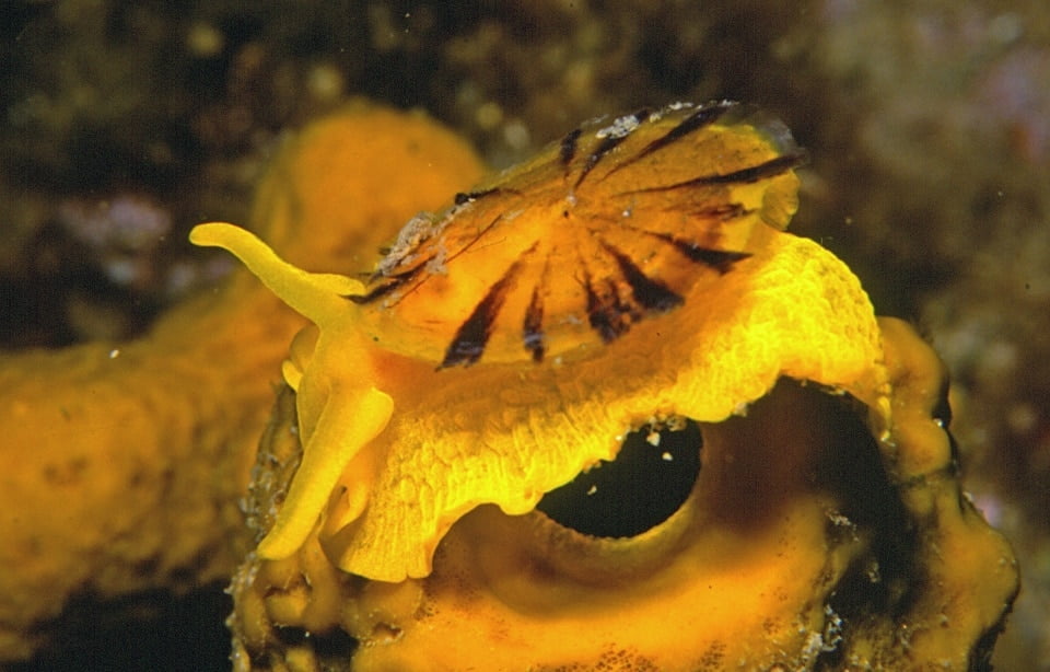 Da Olbia: Immersioni nell’Area Marina Protetta – Secche, pareti e relitti — photo 4