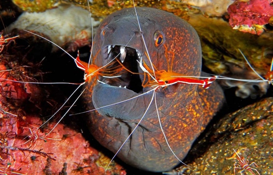 Da Golfo Aranci: Immersioni a Figarolo – Relitti, grotte e fondali spettacolari — photo 4