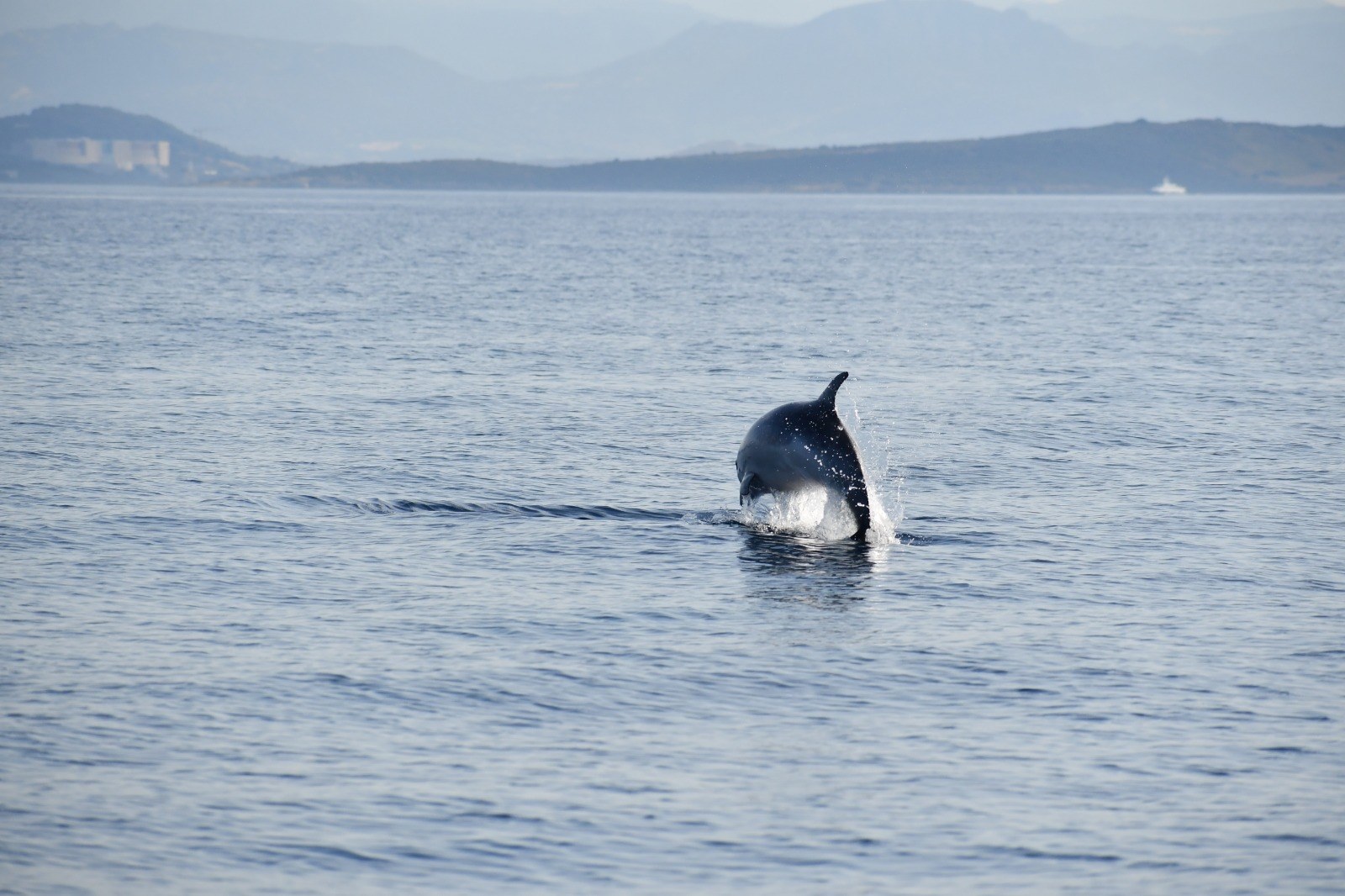 From Olbia: Dolphin Watching Tour – Boat Experience near Figarolo Island — photo 3
