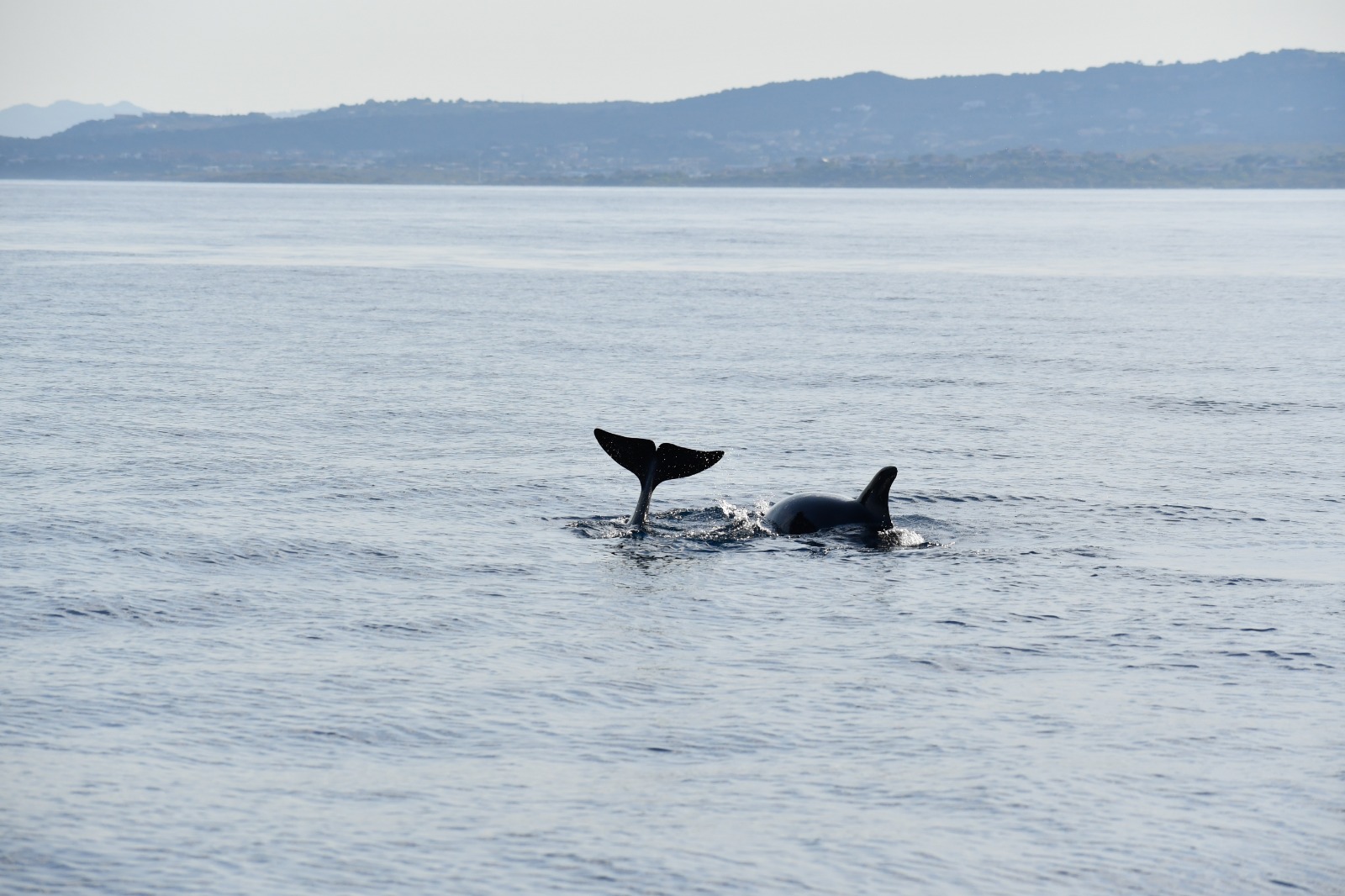 From Olbia: Dolphin Watching Tour – Boat Experience near Figarolo Island — photo 4