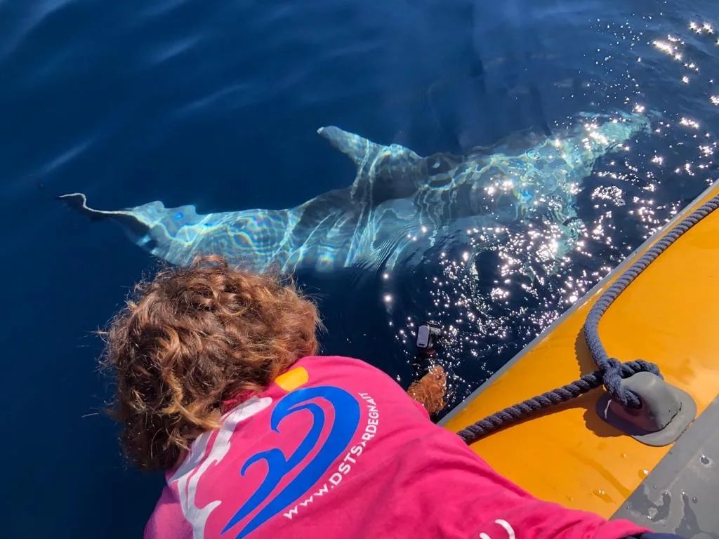From Olbia: Dolphin Watching Tour – Boat Experience near Figarolo Island — photo 2