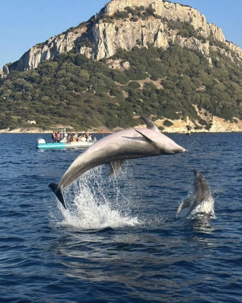 Da Olbia: Avvistamento Delfini e Snorkeling a Figarolo — photo 1
