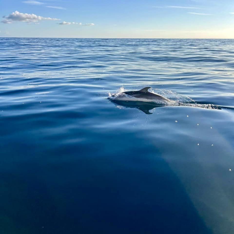 Da Porto Rotondo: Gita In Barca Alla Ricerca Dei Delfini — photo 2