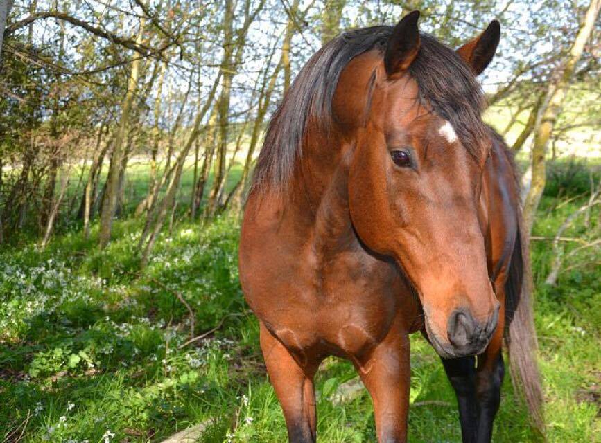 Horse Riding for Kids in Olbia: Fun & Safe Adventure in the Sardinian Countryside — photo 3