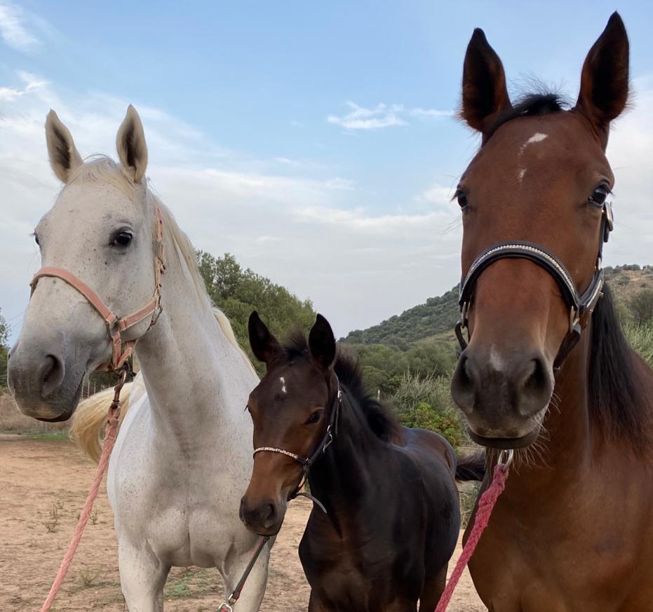 Lezioni di Equitazione di Gruppo a Olbia: Cavalca nella Natura della Gallura — photo 3