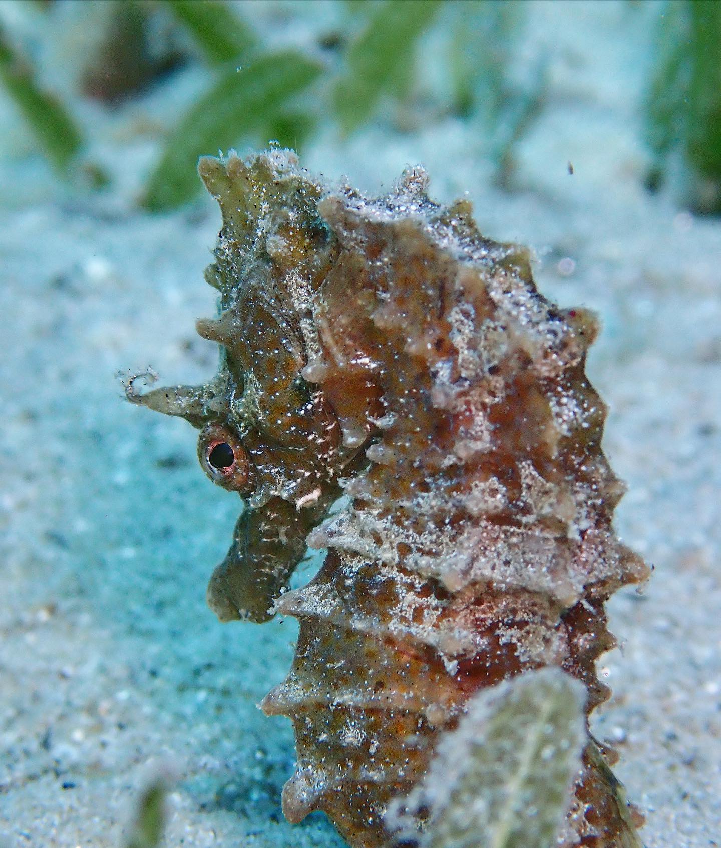 Battesimo del Mare a Golfo Aranci – La Tua Prima Immersione — photo 3