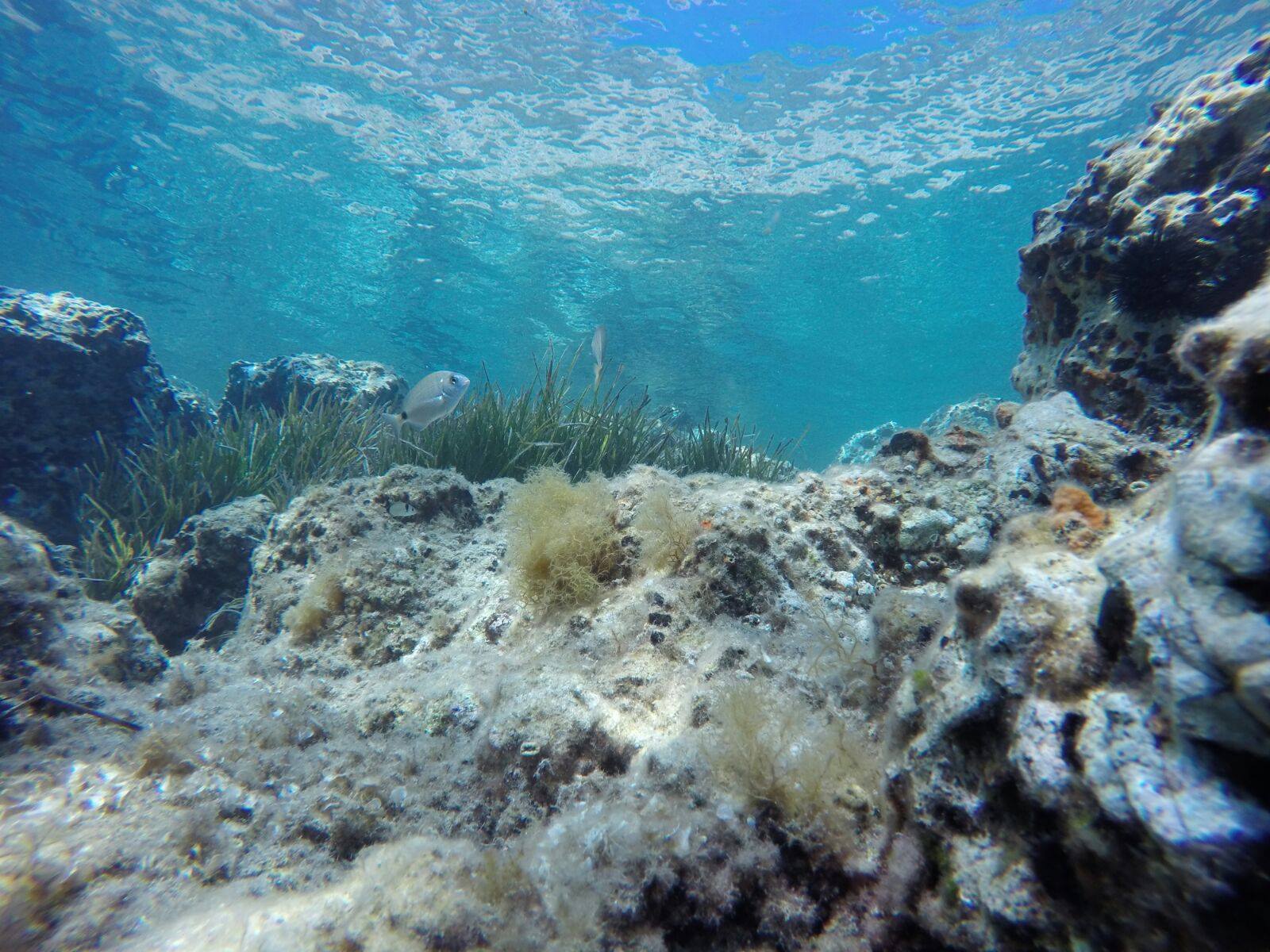 Battesimo del Mare a Golfo Aranci – La Tua Prima Immersione — photo 2
