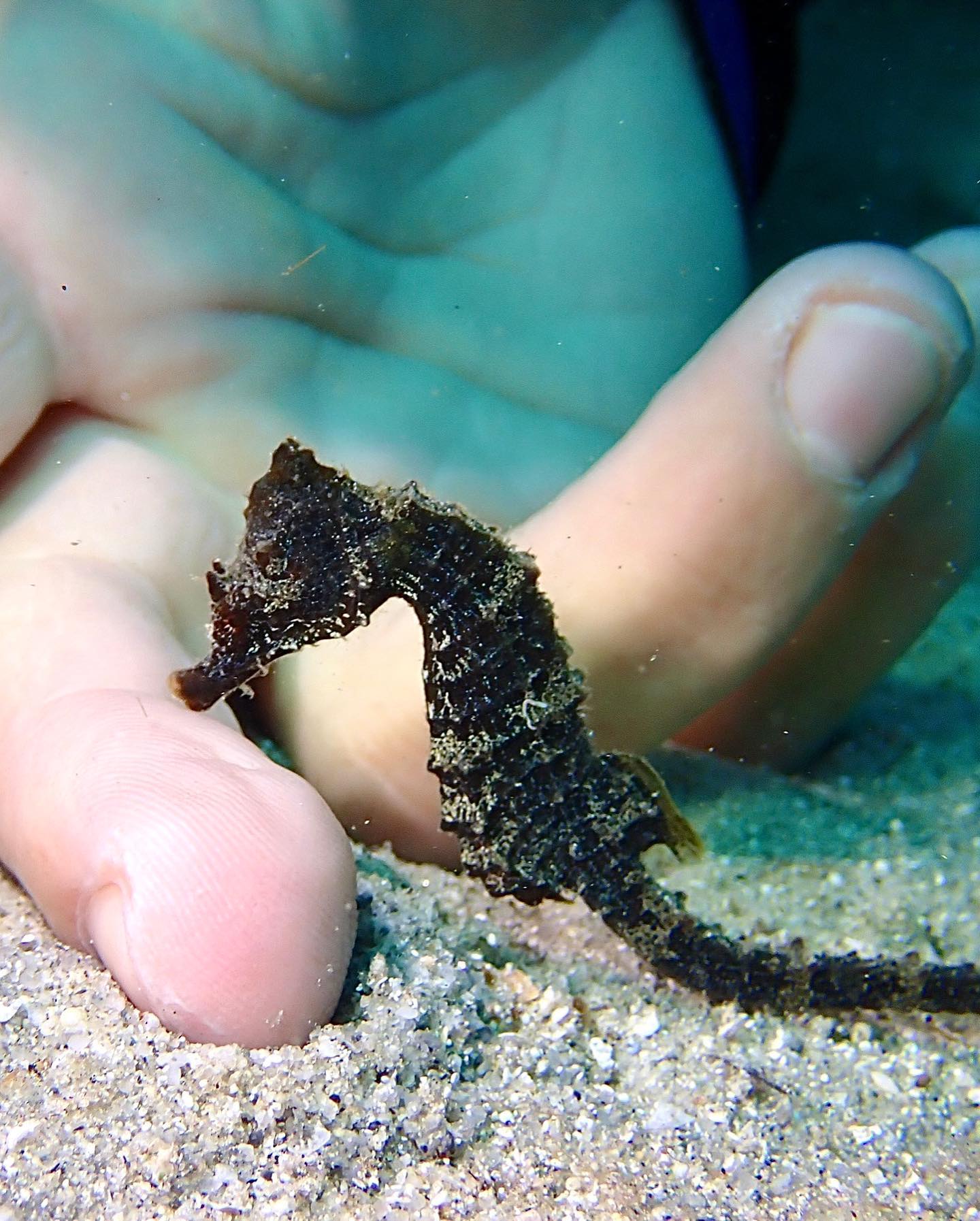 Battesimo del Mare a Golfo Aranci – La Tua Prima Immersione — photo 4