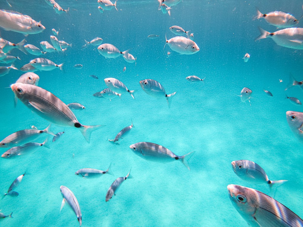 Snorkeling alle Isole di Tavolara e Molara – Tour Guidato in Barca — photo 3