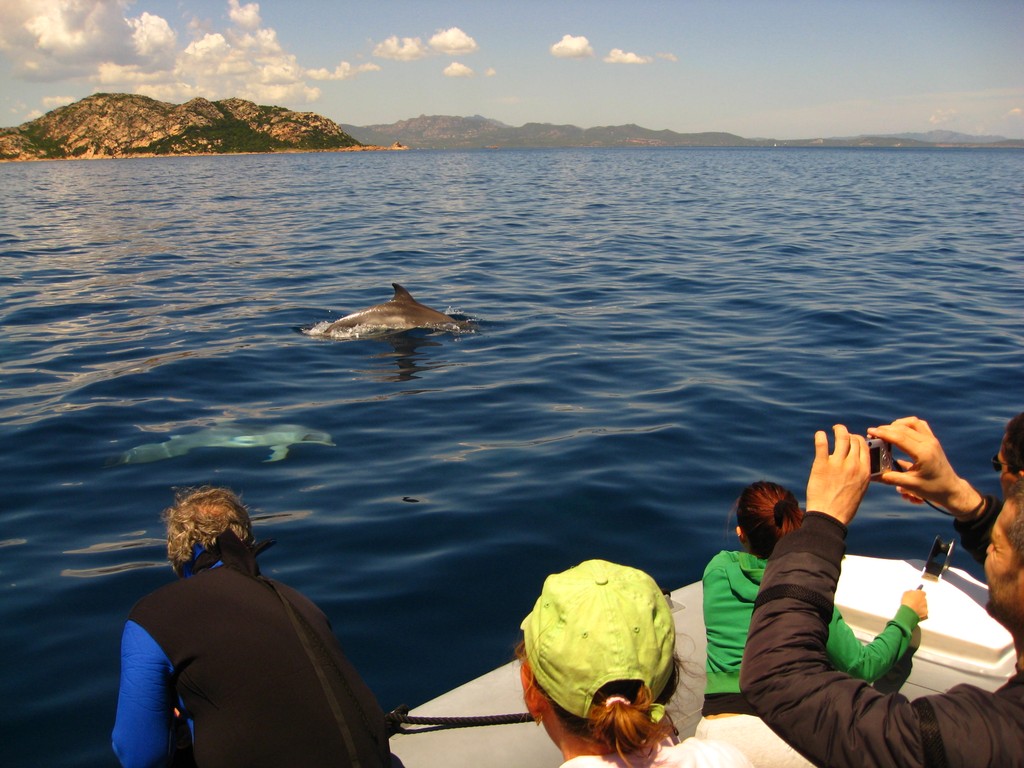 Dolphin Watching at Capo Figari – Wildlife Boat Tour from Golfo Aranci — photo 2