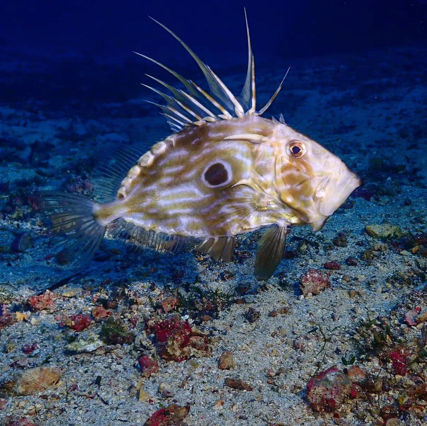 Bubblemaker: First Scuba Dive for Kids – Golfo Aranci — photo 4
