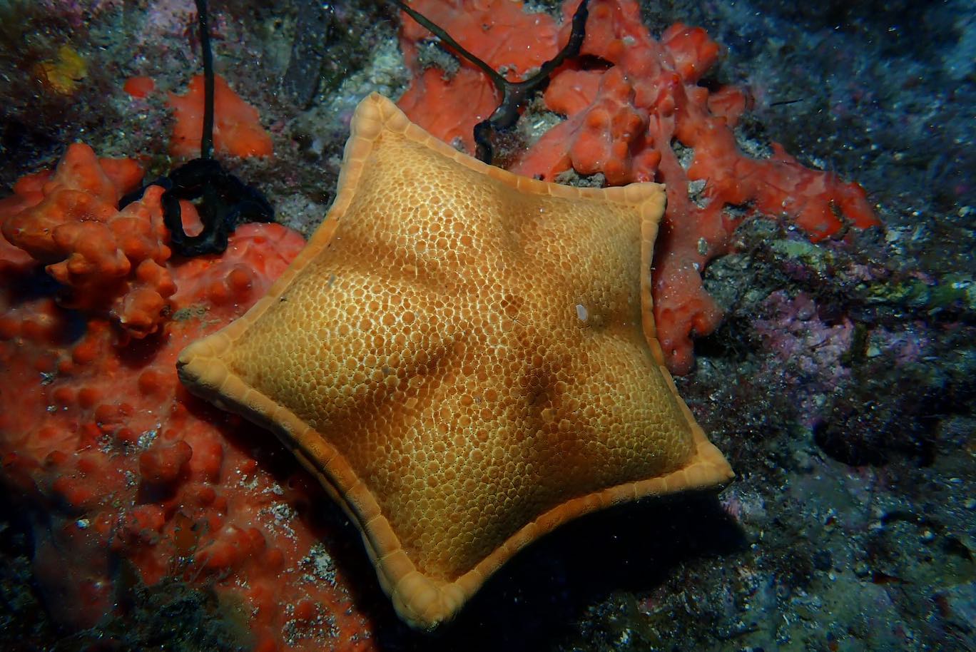 Bubblemaker: First Scuba Dive for Kids – Golfo Aranci — photo 3
