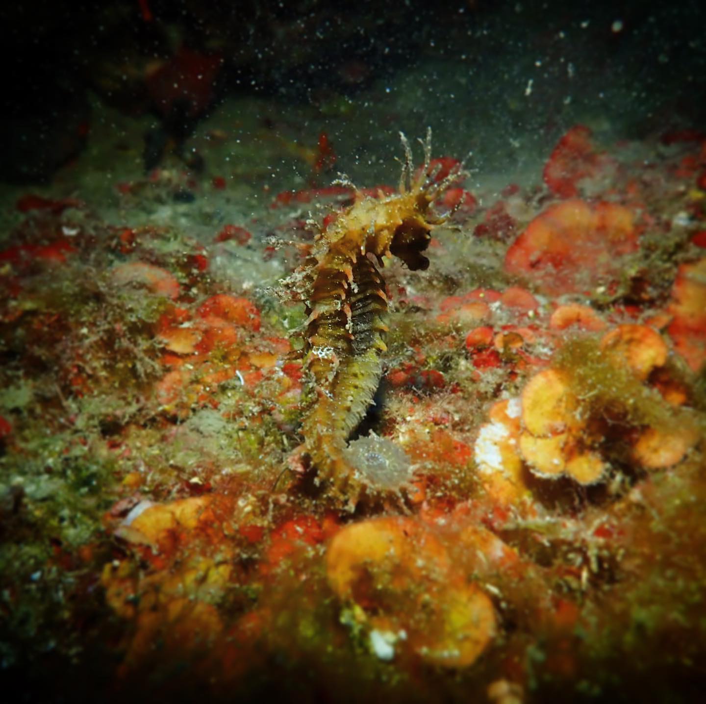 Bubblemaker: First Scuba Dive for Kids – Golfo Aranci — photo 2