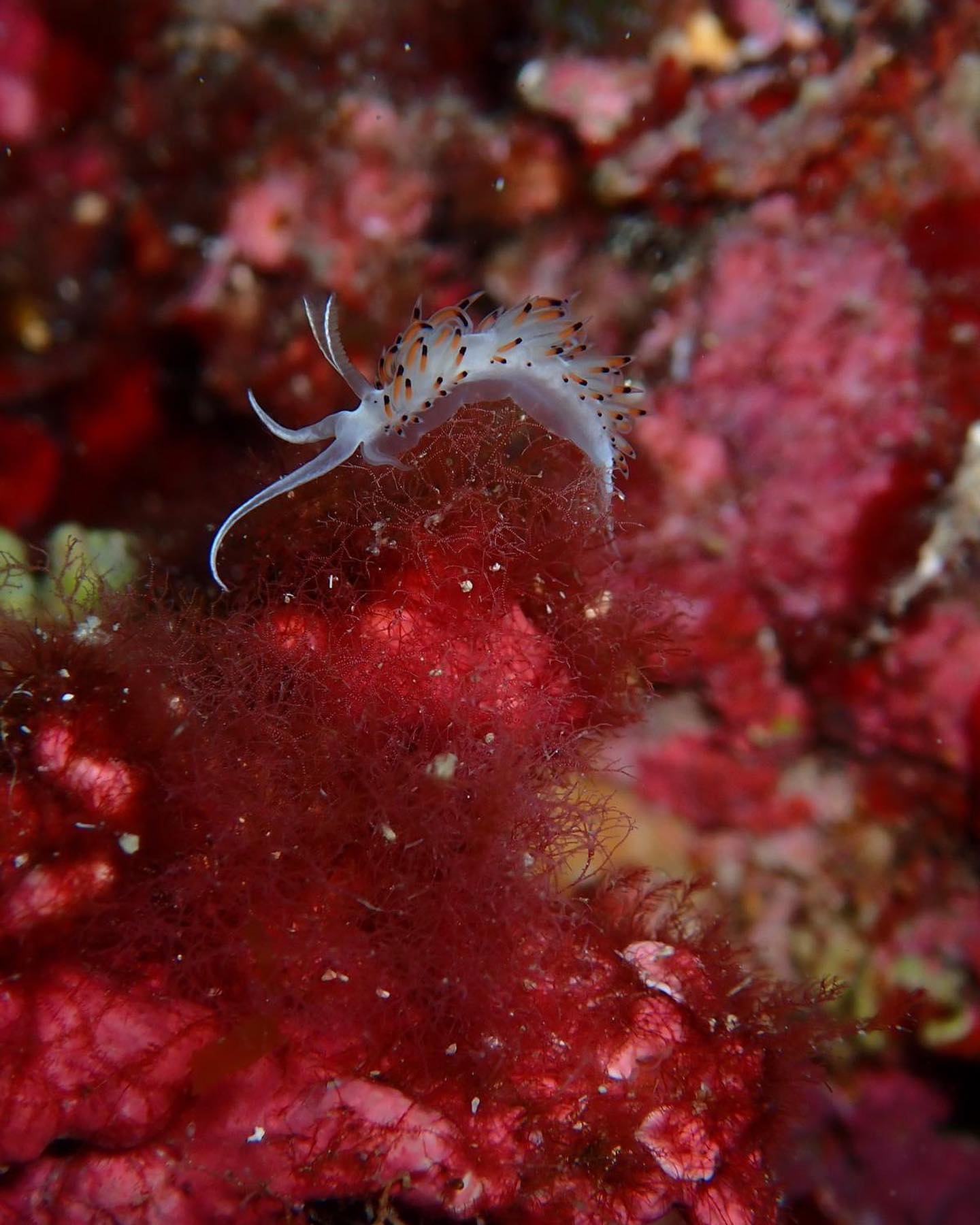 Corso PADI Open Water Diver – Consegui il Brevetto Sub a Golfo Aranci — photo 3