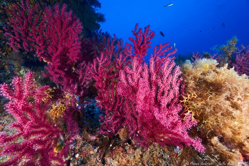 PADI Advanced Open Water Diver Course – Dive Deeper and Explore Further — photo 3